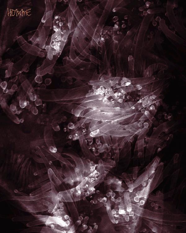 Homme-6-精壯美男魚